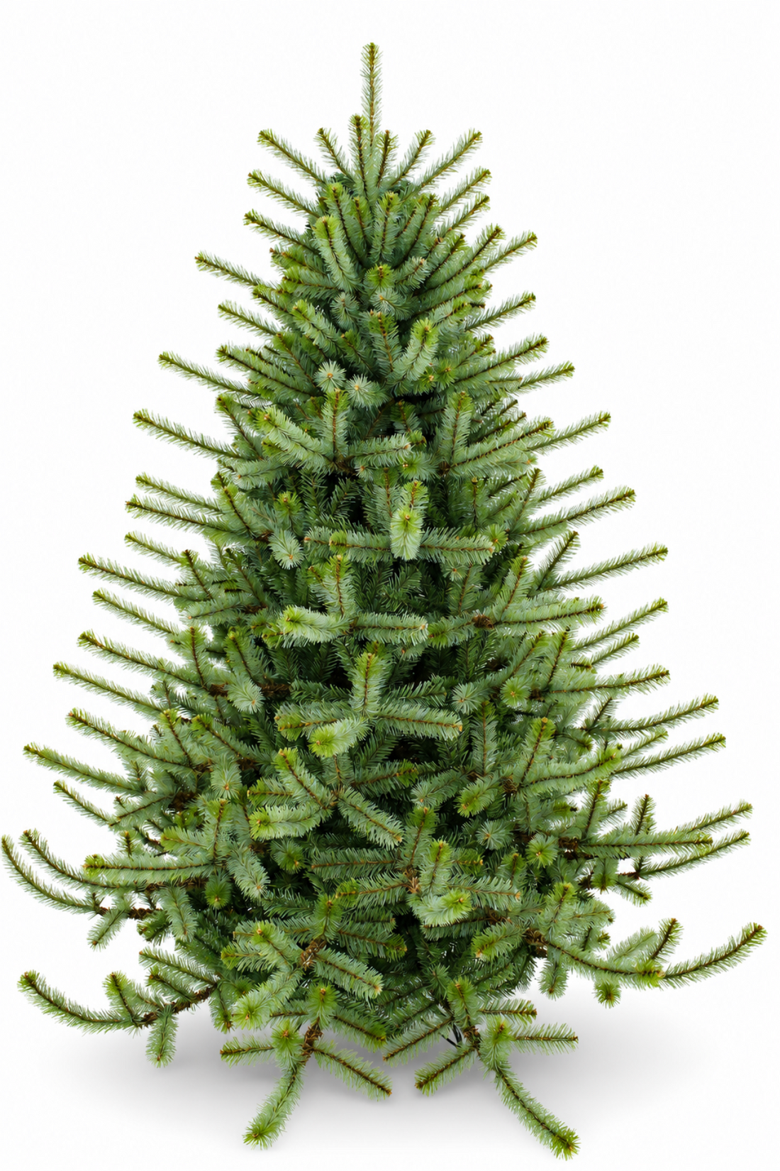 Why a 10-Year Christmas Tree Warranty Really Matters