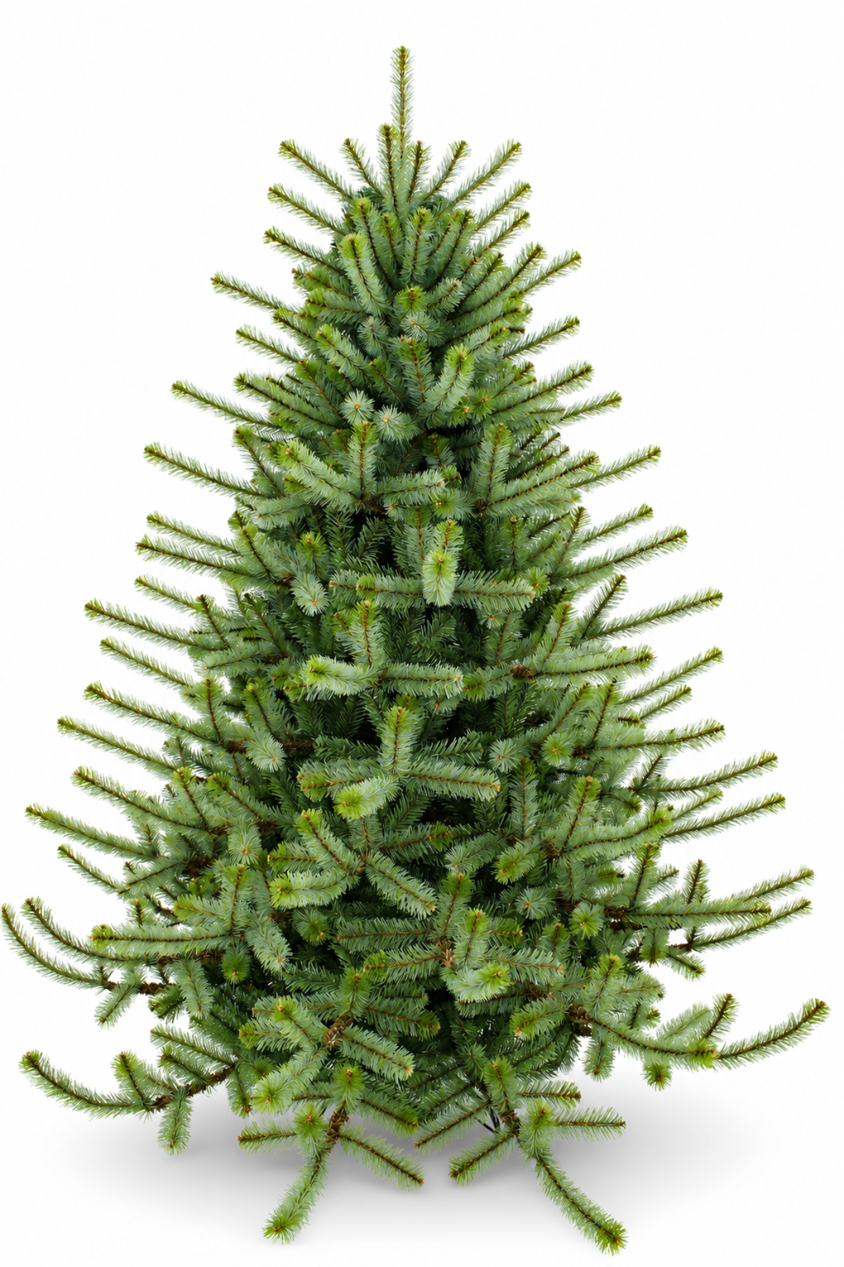 6.5ft Southern Highlands Fir Christmas Tree 1.98m Hinged