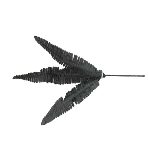 Boston fern x 3 leaves Black
