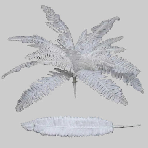 Boston Fern White