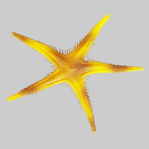 Fake Fish Starfish - Artificial Xmas Tree
