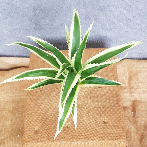 Pineapple Plant - Artificial Xmas Tree