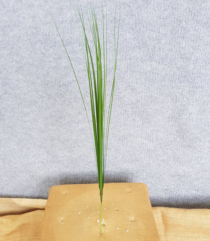 Onion Grass - Artificial Xmas Tree