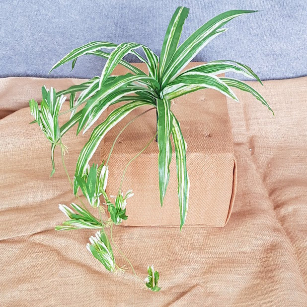 Spider Plant - Artificial Xmas Tree