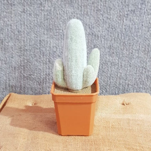 Fake Cactus - Saguaro Cactus Flocked - Artificial Xmas Tree