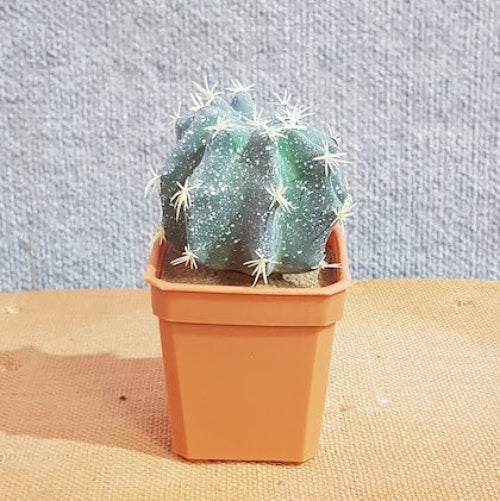 Fake - Cactus Melon Cactus - Artificial Xmas Tree