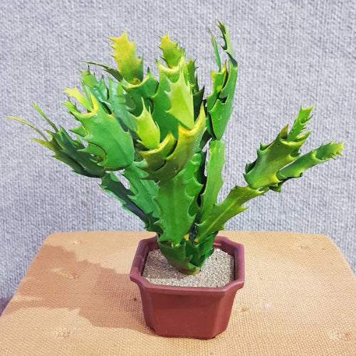 Fake Agave Cactus - Artificial Xmas Tree
