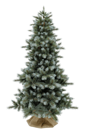 7ft Slim Wyoming Fir Blue Green 2.13m